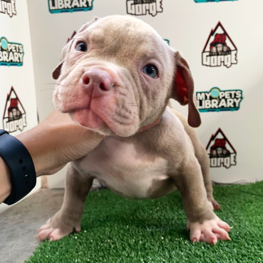American Bully Puppy (Male) For Sale