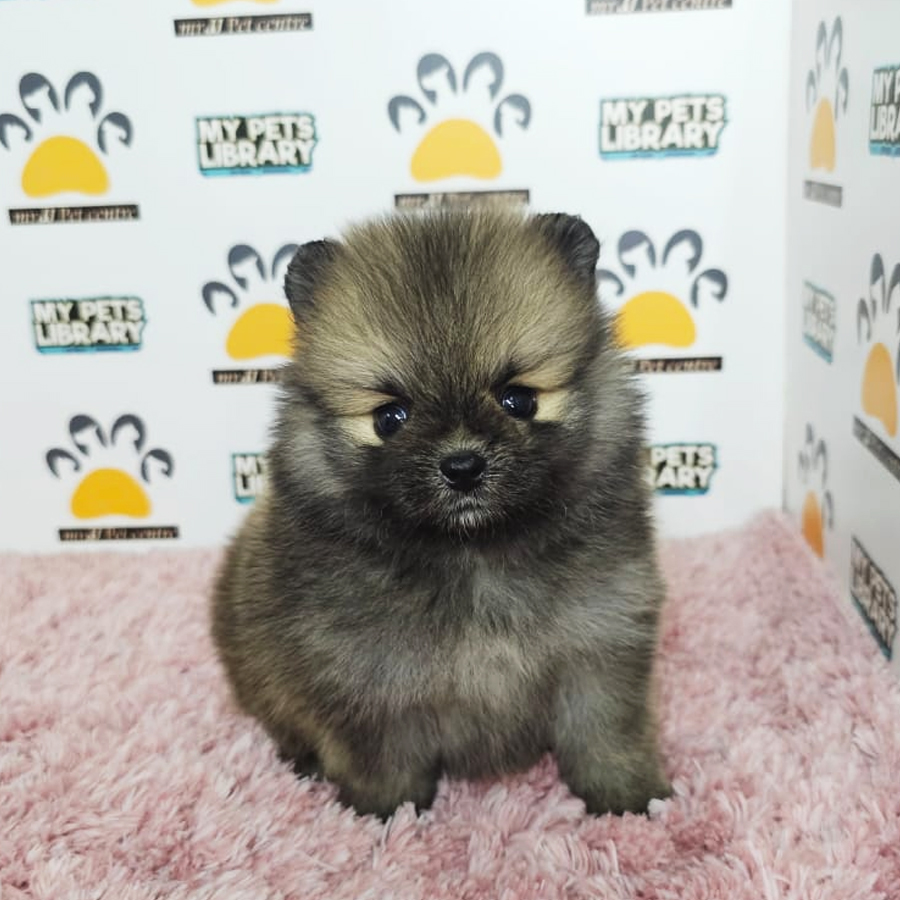 Teacup Pomeranian Puppy (Female) For Sale