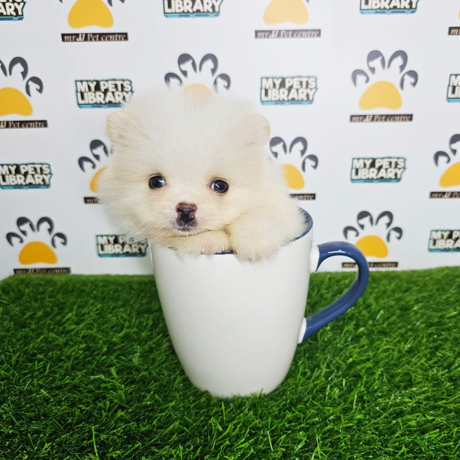 Teacup Pomeranian Puppy (Male) For Sale