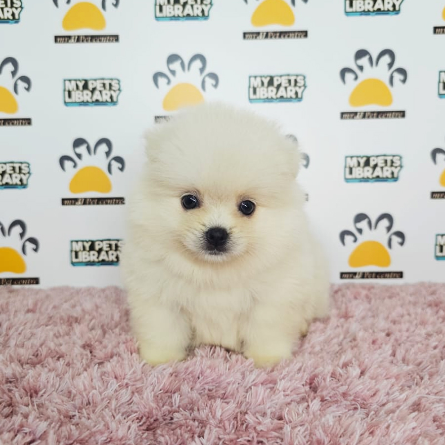 Tiny Pomeranian Puppy (Female) For Sale