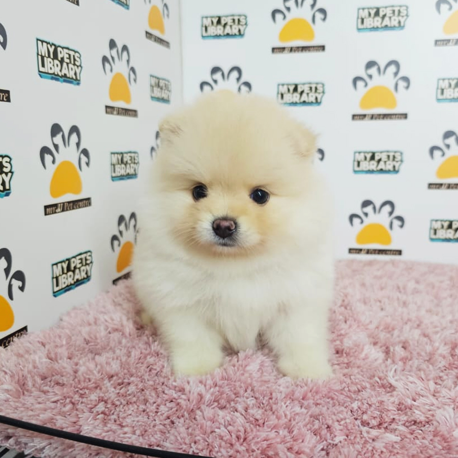 Tiny Pomeranian Puppy (Female) For Sale