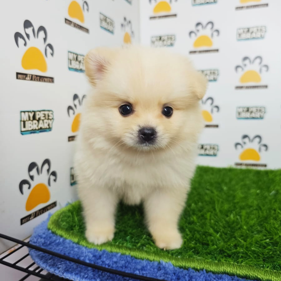 Tiny Pomeranian Puppy (Male) For Sale