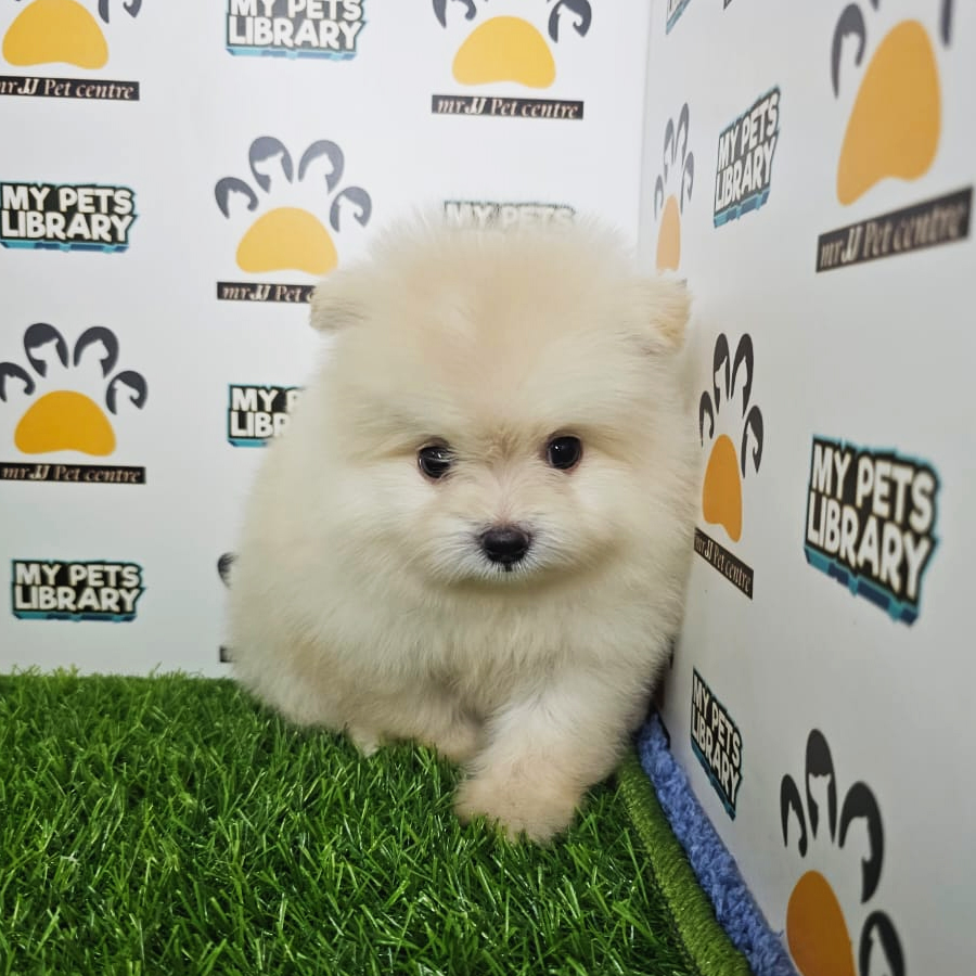 Tiny Pomeranian Puppy (Male) For Sale