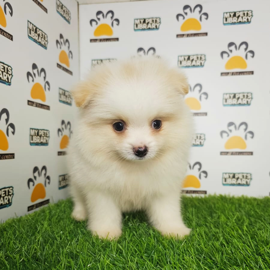 Tiny Pomeranian Puppy (Male) For Sale