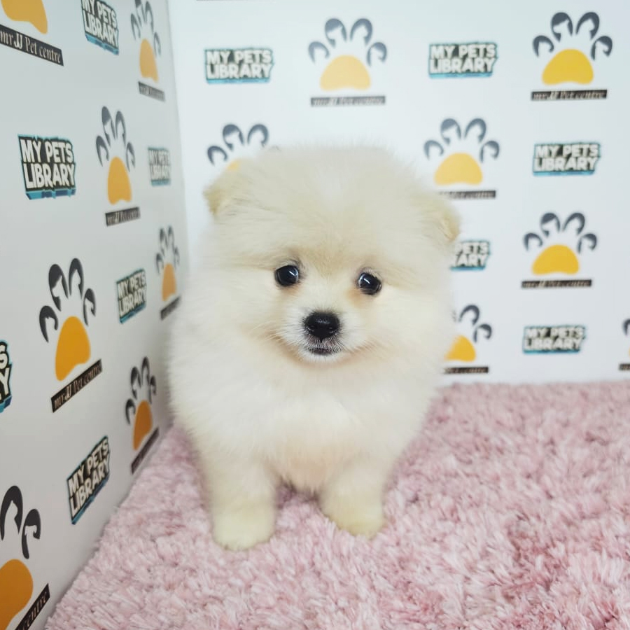 Tiny Pomeranian Puppy (Female) For Sale