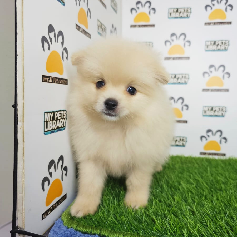 Pomeranian Puppy (Male) For Sale