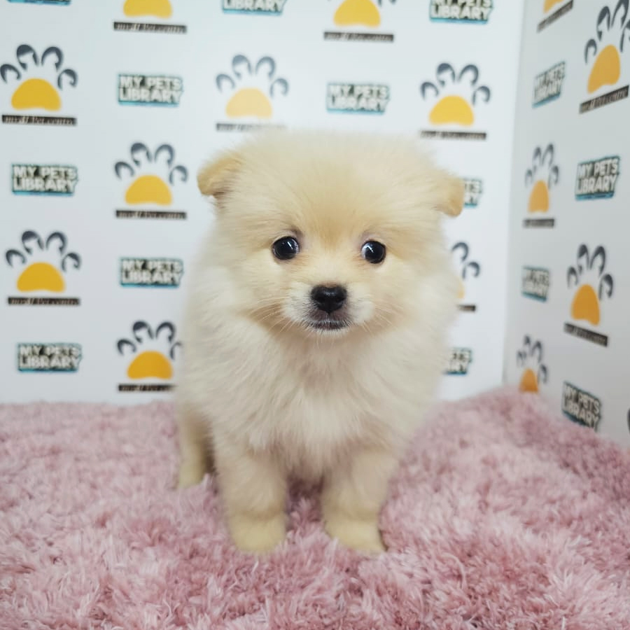 Pomeranian Puppy (Female) For Sale