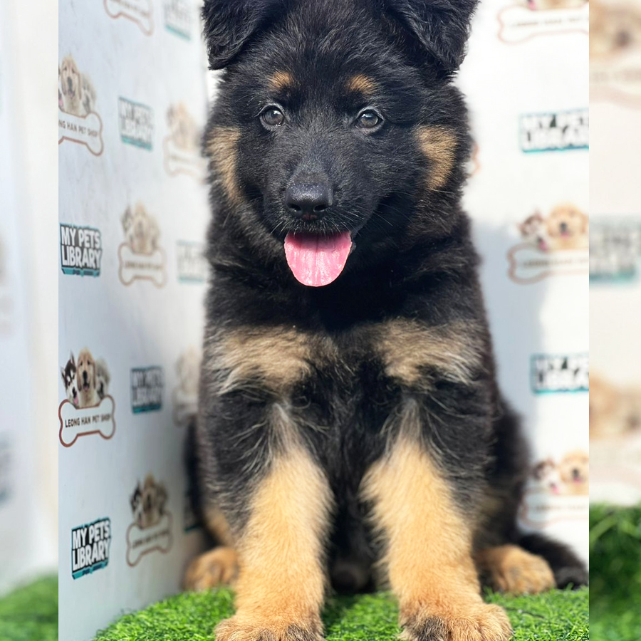 German Shepherd Puppy (Male) For Sale