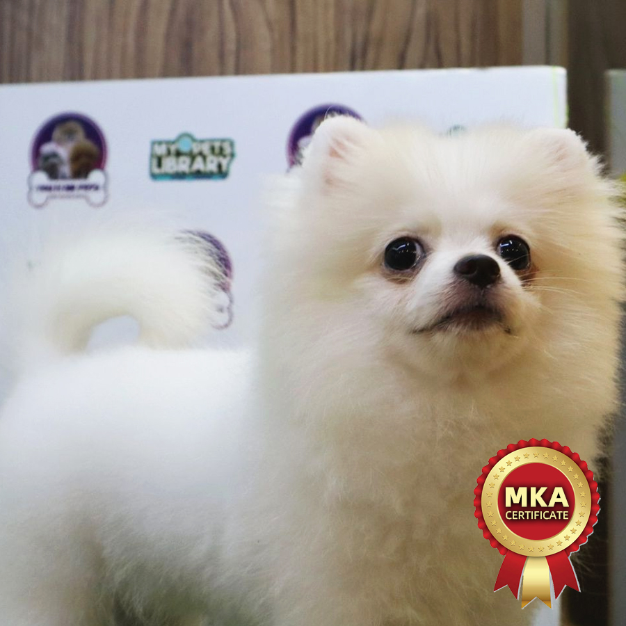 MKA Tiny Pomeranian Puppy (Female) For Sale