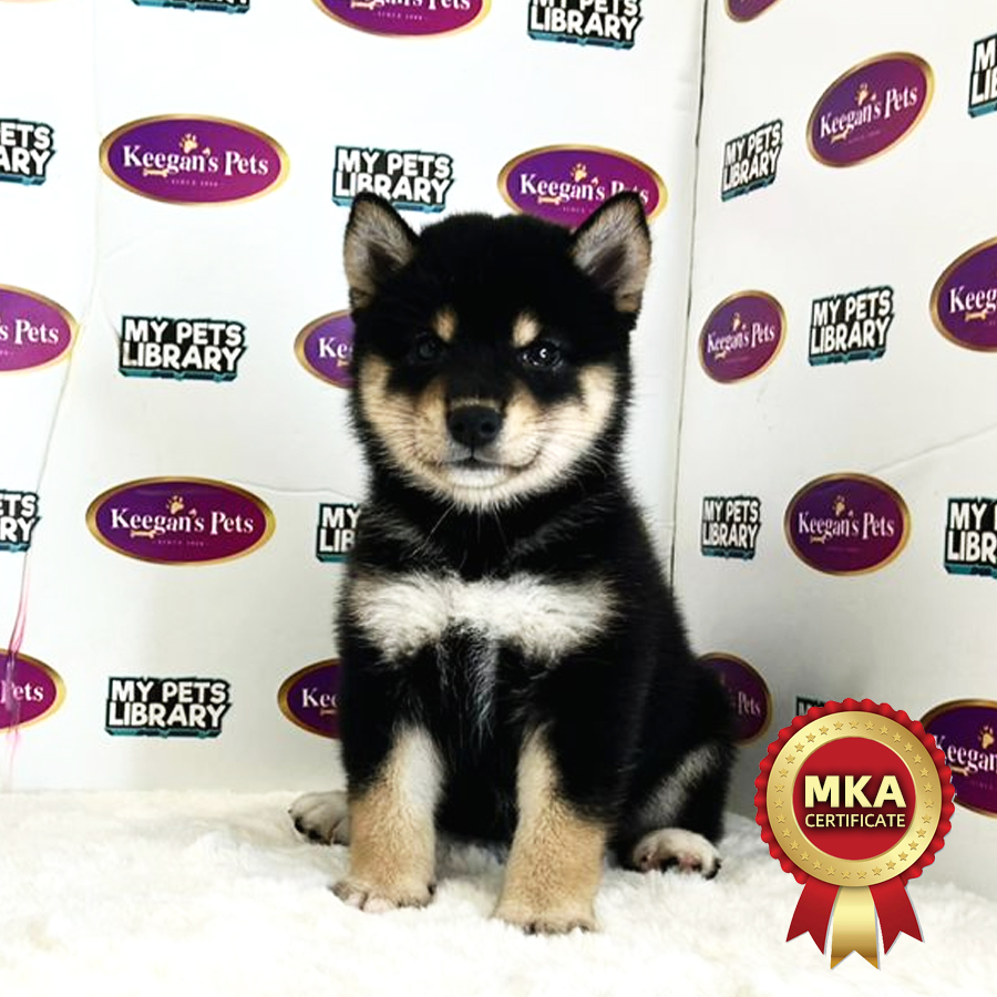 MKA Shiba Inu Puppy (Female) For Sale