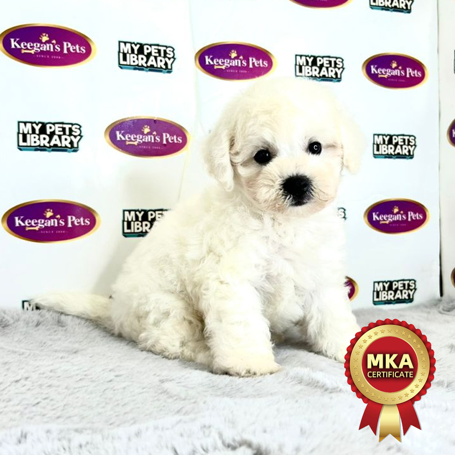 MKA Bichon Frise Puppy (Male) For Sale