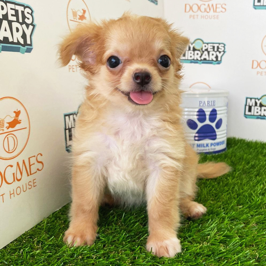 Chihuahua Puppy (Female) For Sale