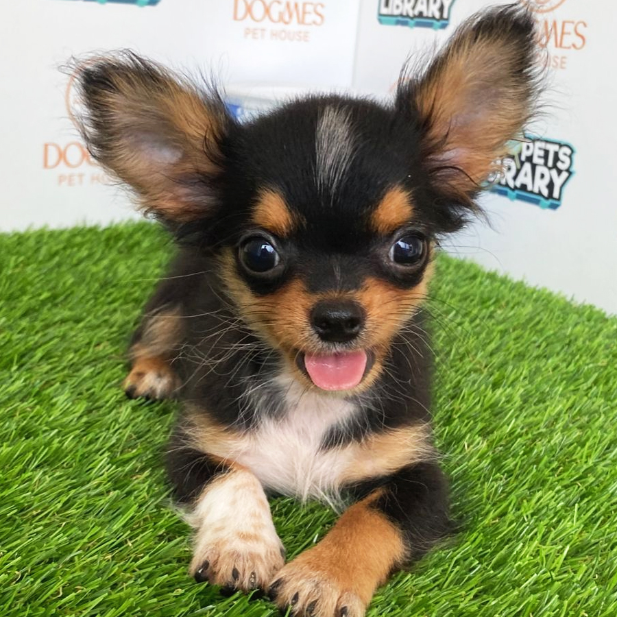Chihuahua Puppy (Male) For Sale