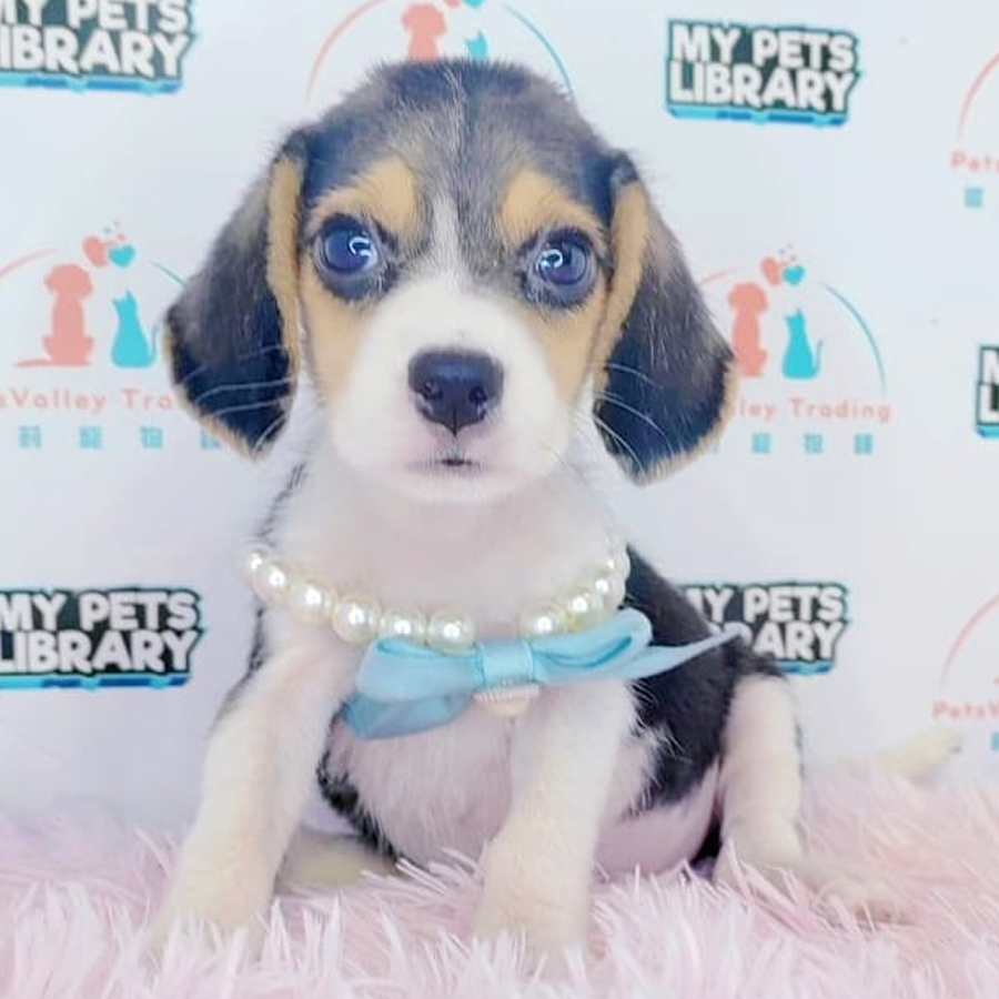Beagle Puppy (Male) For Sale