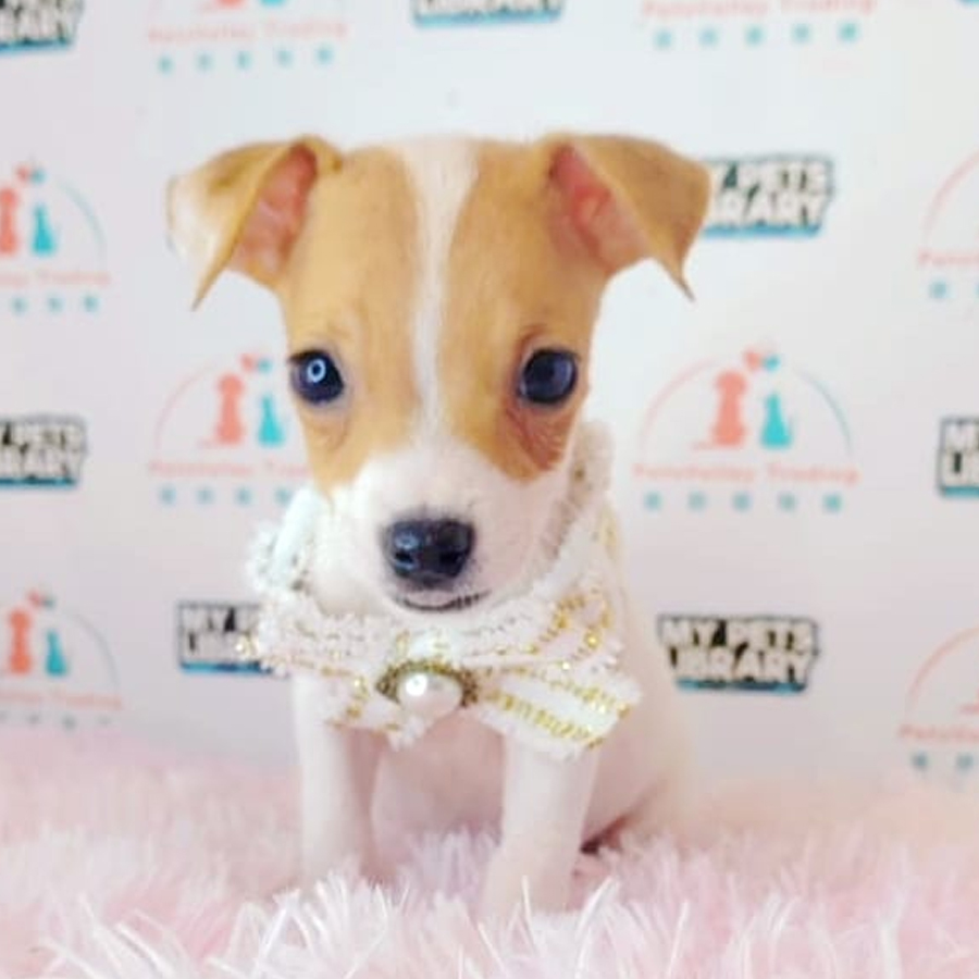 Jack Russell Puppy (Female) For Sale
