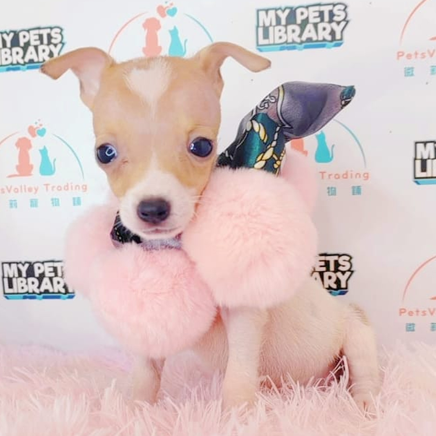 Jack Russell Puppy (Male) For Sale