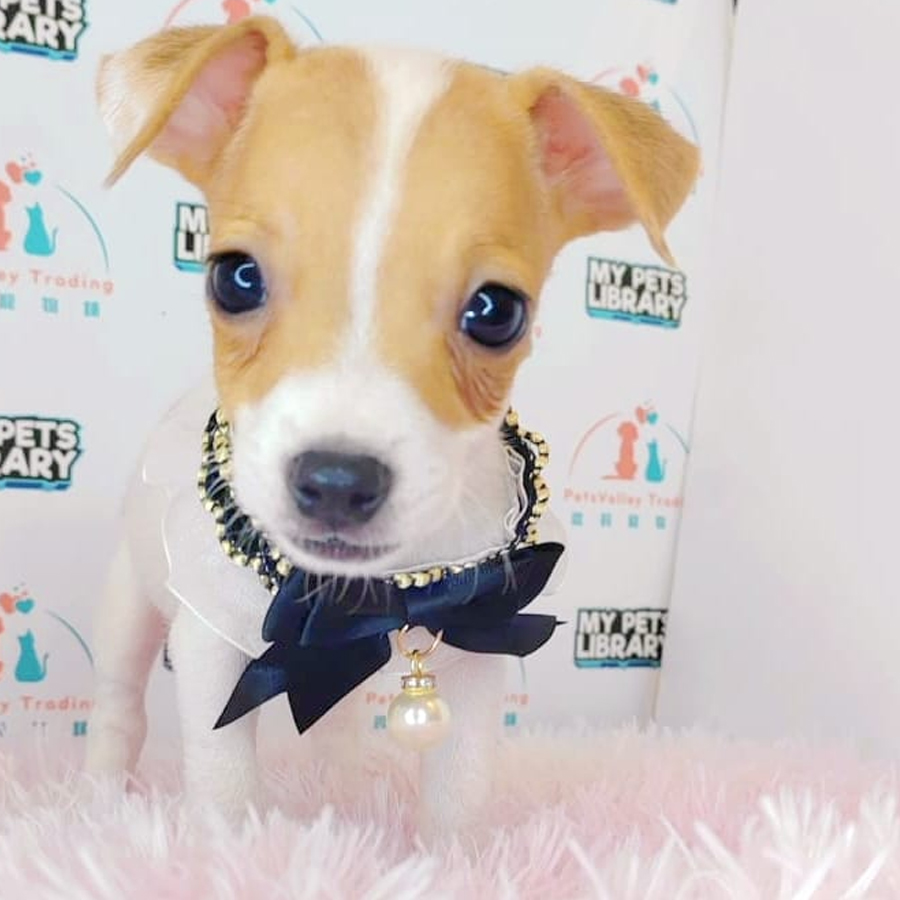 Jack Russell Puppy (Male) For Sale