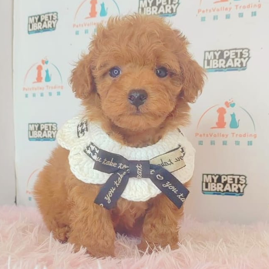 Tiny Poodle Puppy (Female) For Sale
