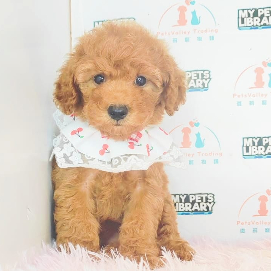 Toy Poodle Puppy (Female) For Sale