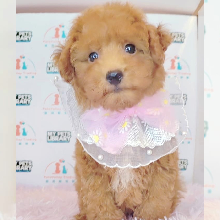 Toy Poodle Puppy (Male) For Sale
