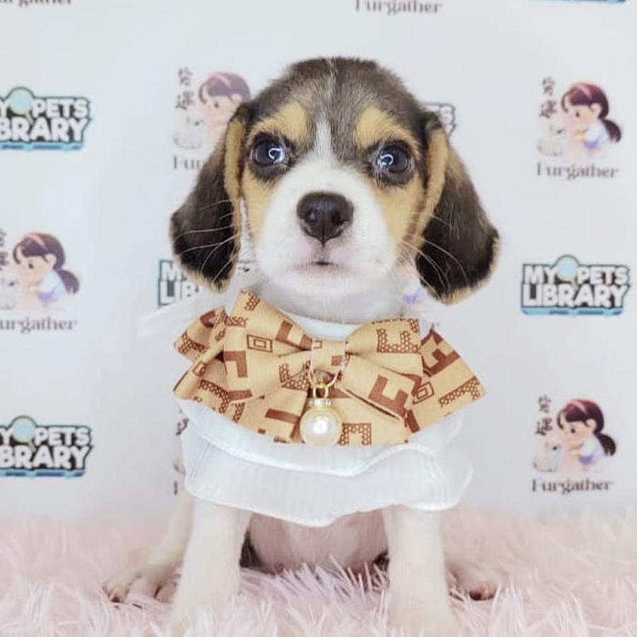 Beagle Puppy (Female) For Sale