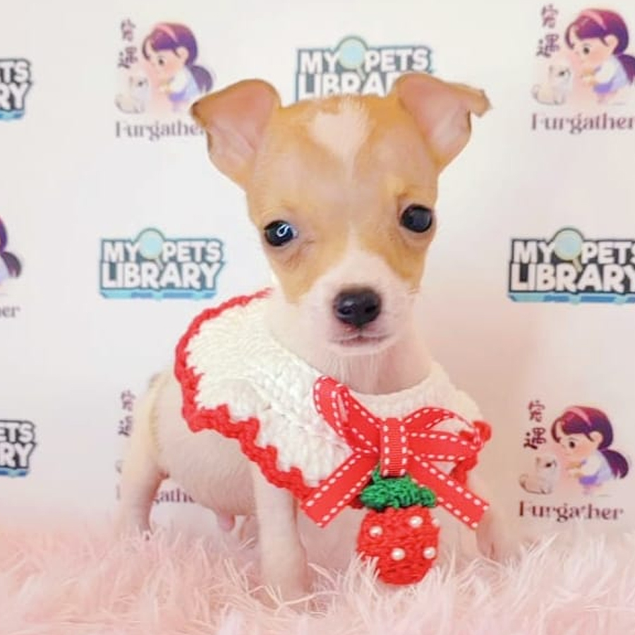 Jack Russell Puppy (Female) For Sale