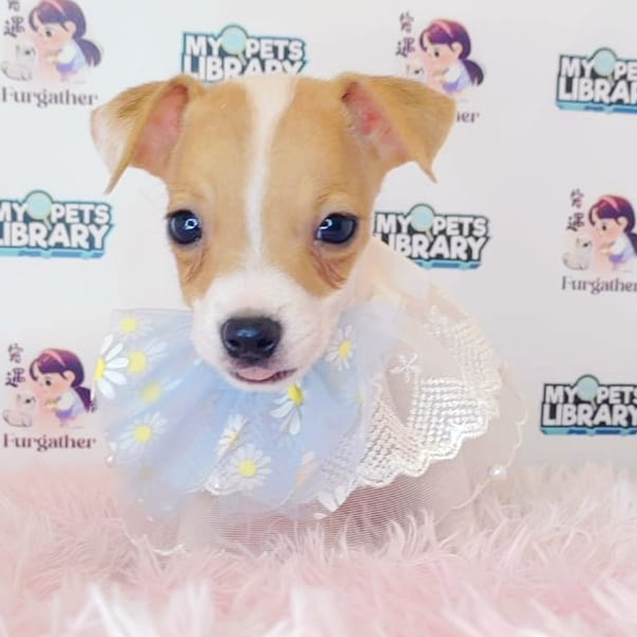 Jack Russell Puppy (Female) For Sale