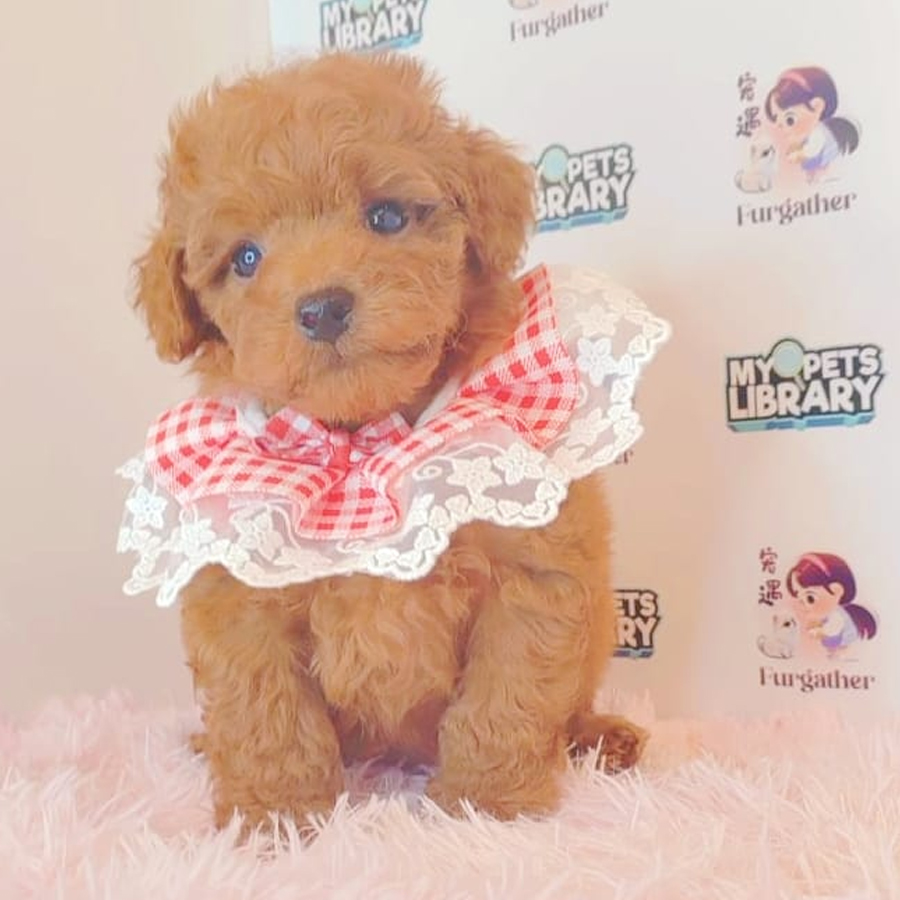 Tiny Poodle Puppy (Female) For Sale