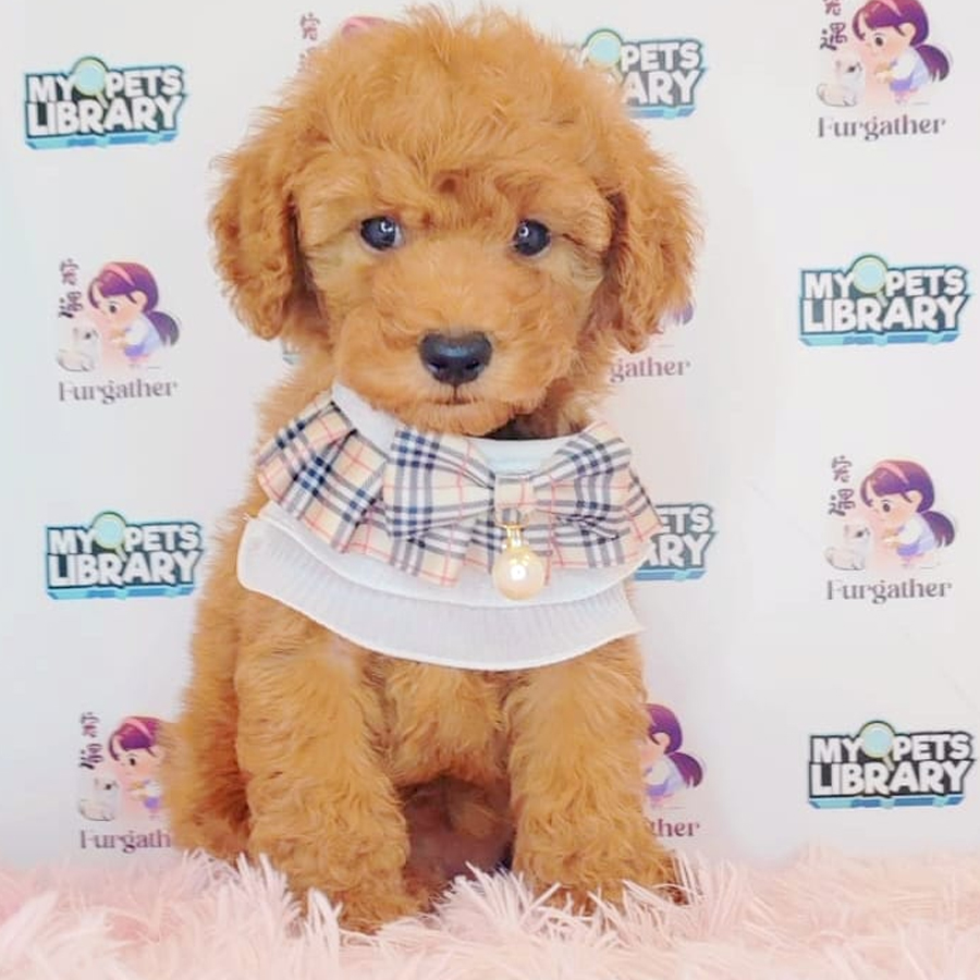 Toy Poodle Puppy (Male) For Sale