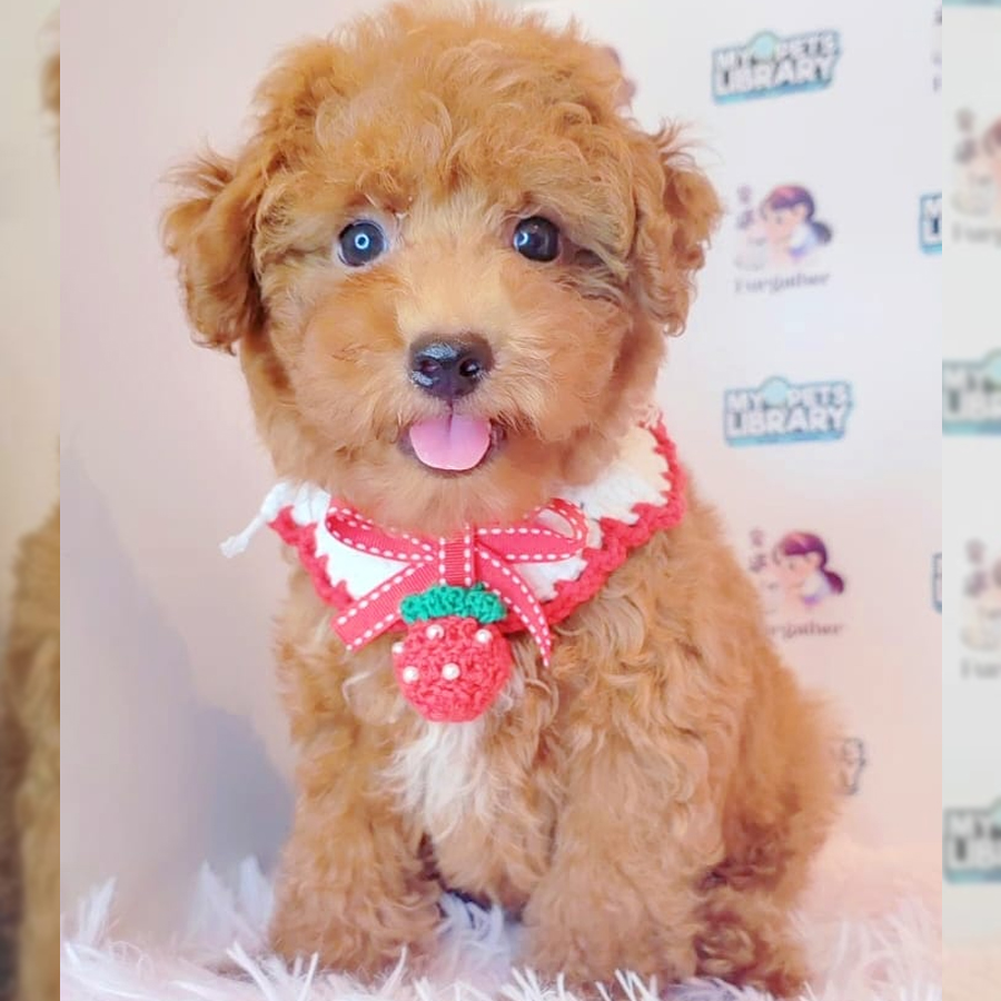 Toy Poodle Puppy (Female) For Sale