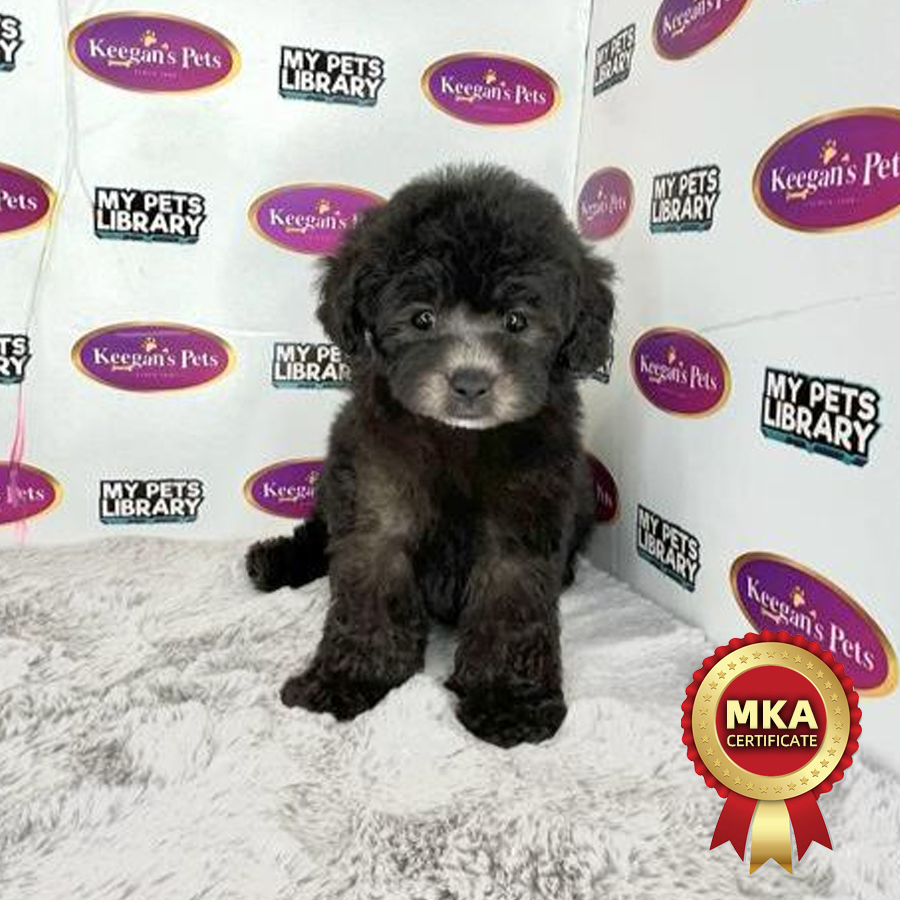 MKA Toy Poodle Puppy (Male) For Sale