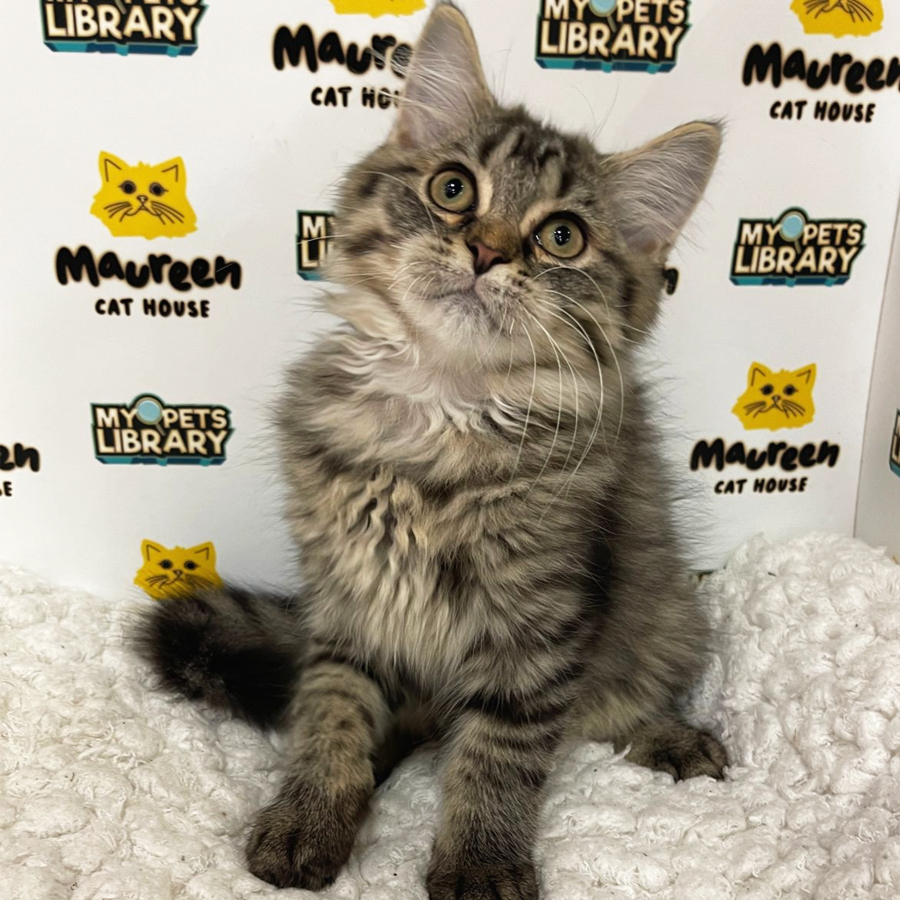 British Longhair Kitten (Male) For Sale