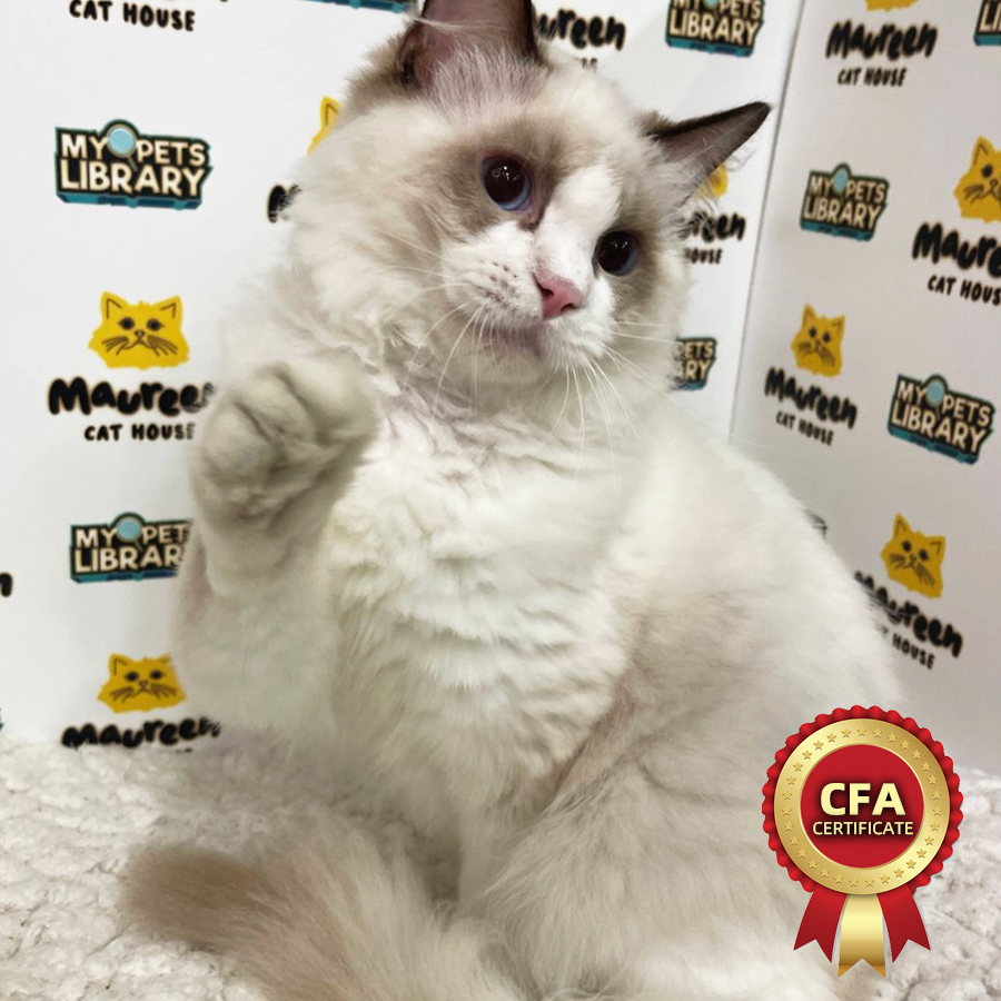 CFA Ragdoll Kitten (Male) For Sale