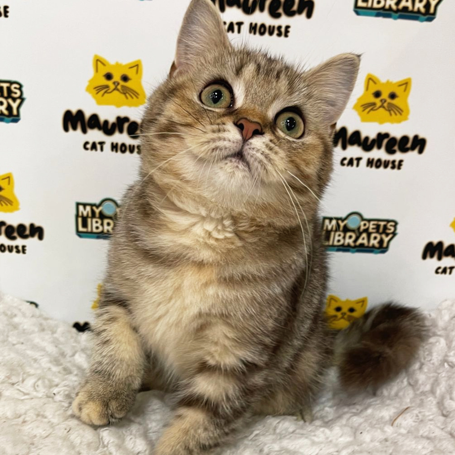 British Shorthair Kitten (Female) For Sale