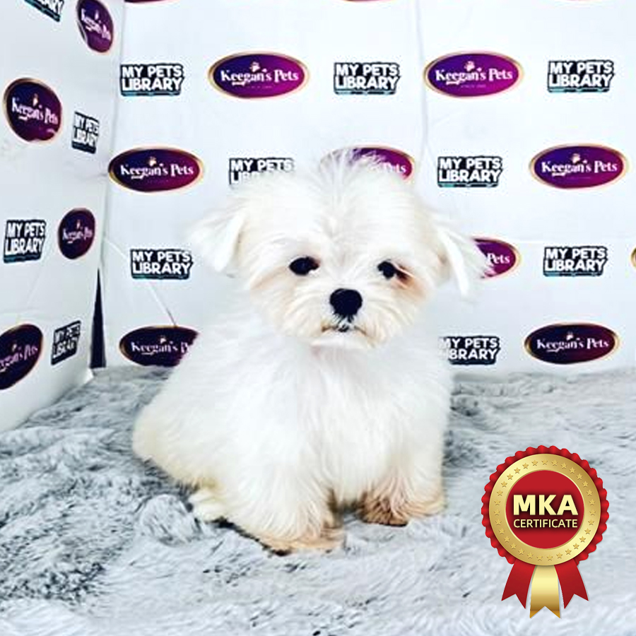 MKA Tiny Maltese Puppy (Male) For Sale