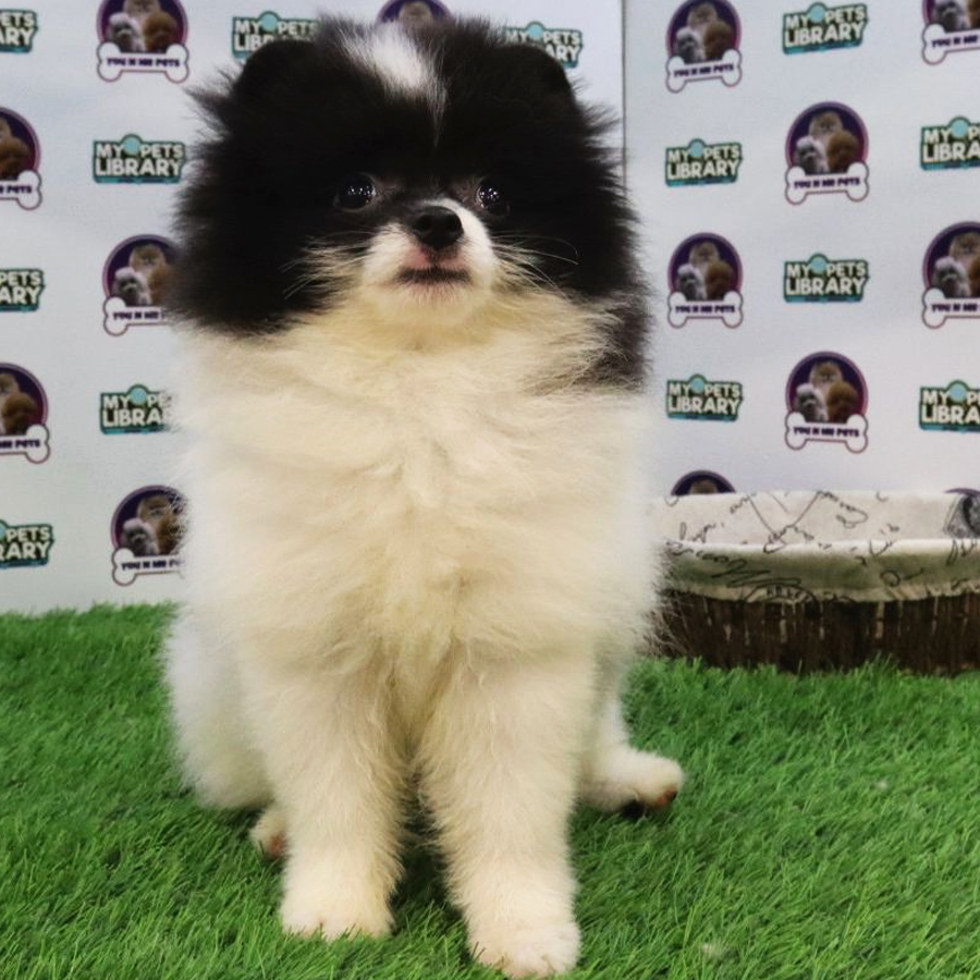 Tiny Pomeranian Puppy (Female) For Sale