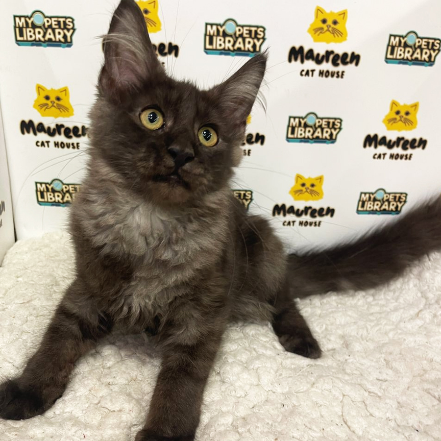 Mainecoon Kitten (Male) For Sale