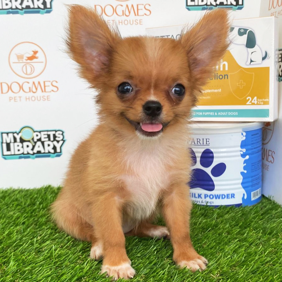 Chihuahua Puppy (Female) For Sale
