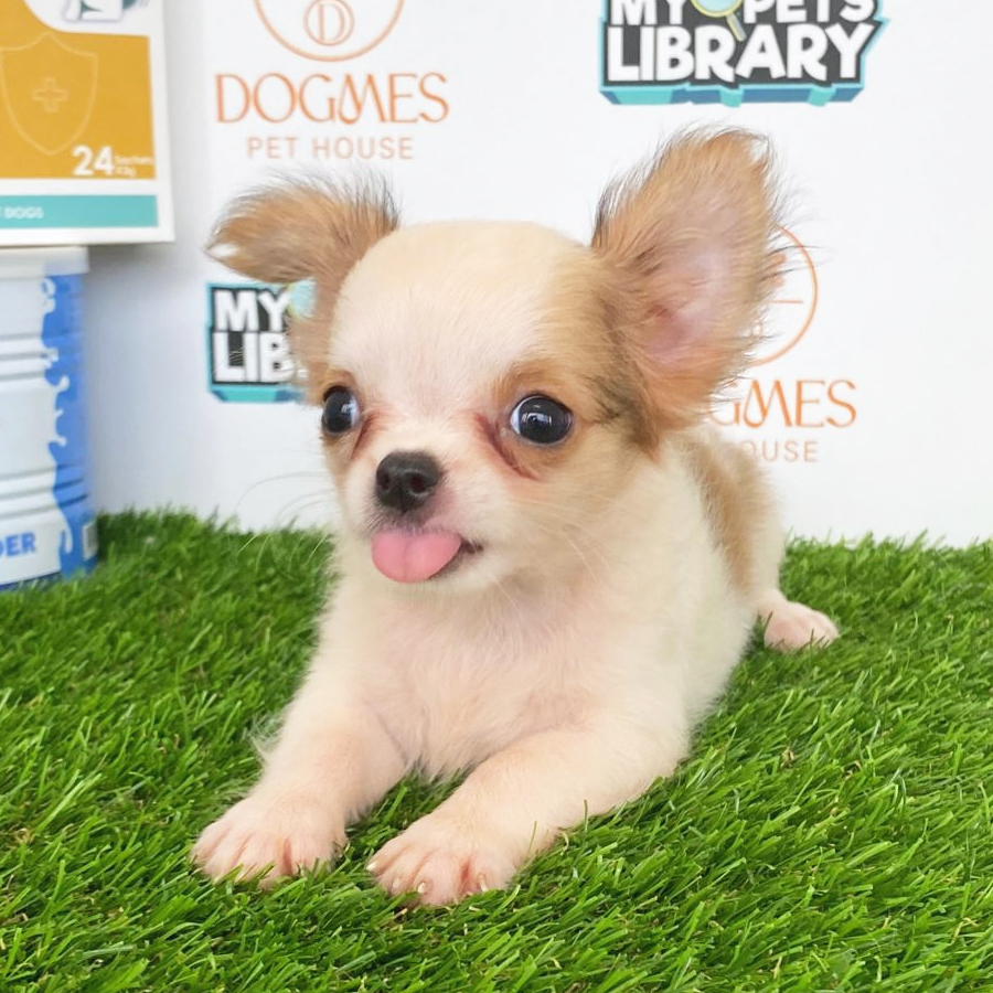 Chihuahua Puppy (Female) For Sale