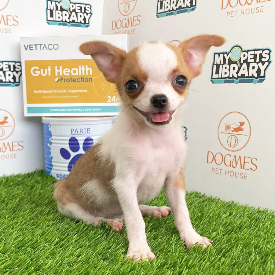 Chihuahua Puppy (Male) For Sale