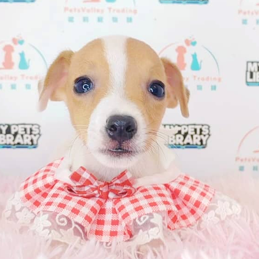 Jack Russell Puppy (Male) For Sale