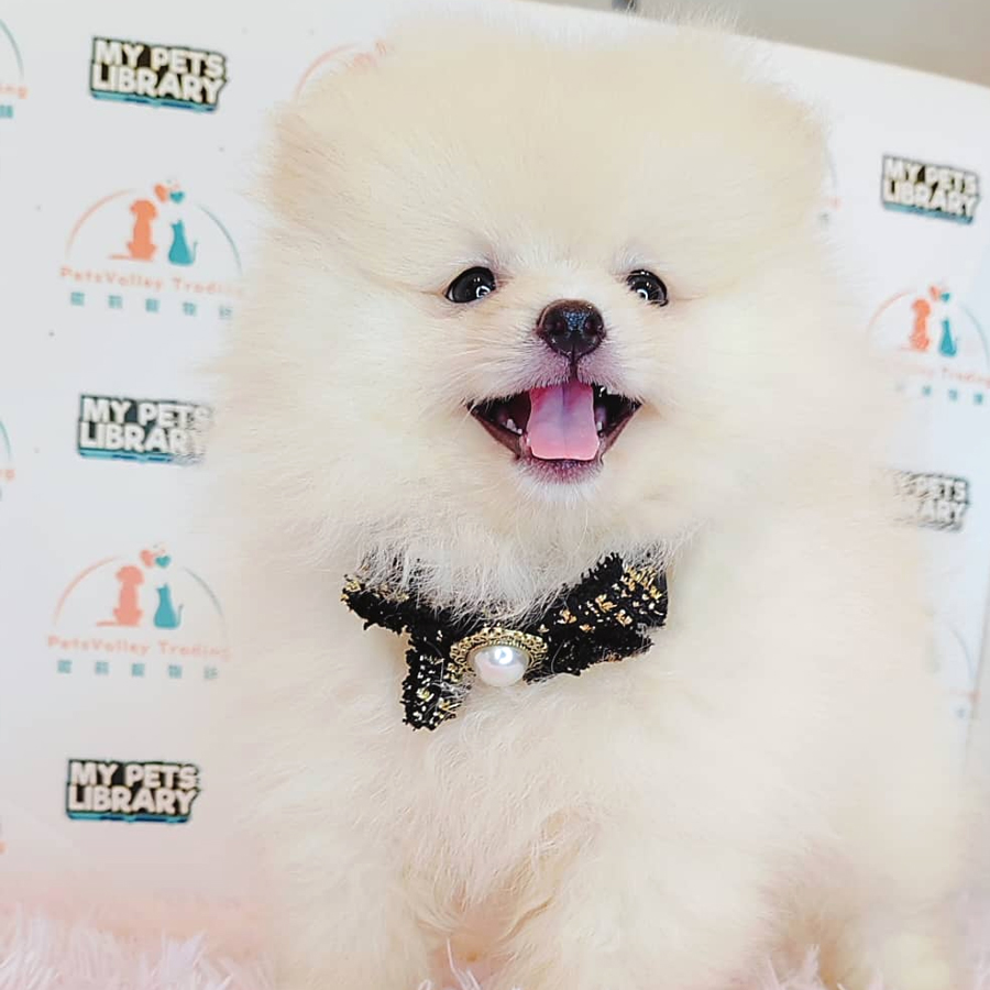 Pomeranian Puppy (Male) For Sale