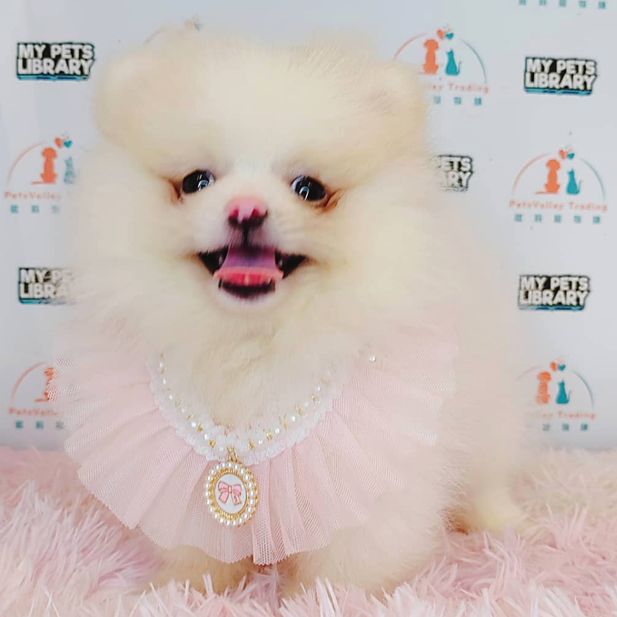 Pomeranian Puppy (Male) For Sale