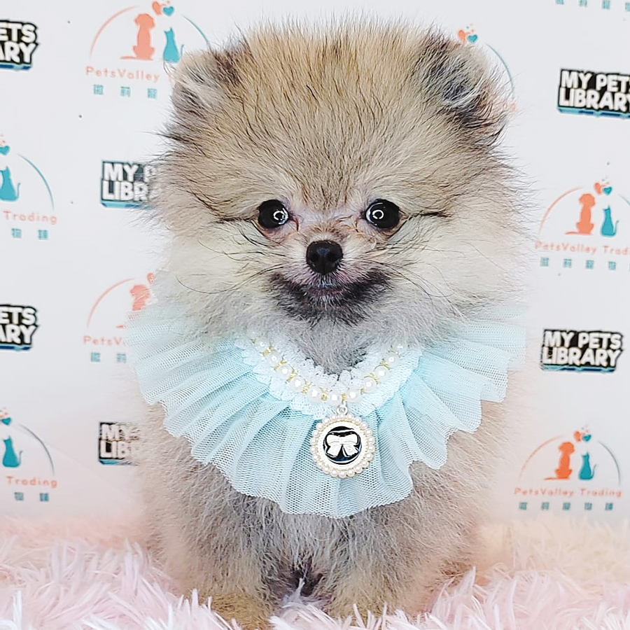Pomeranian Puppy (Female) For Sale