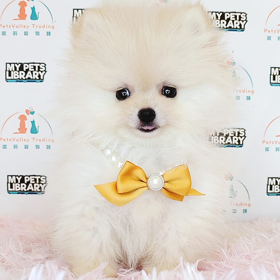 Pomeranian Puppy (Male) For Sale