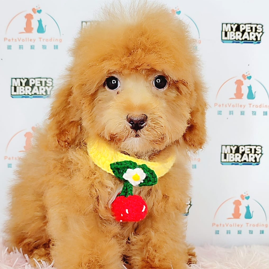 Toy Poodle Puppy (Female) For Sale