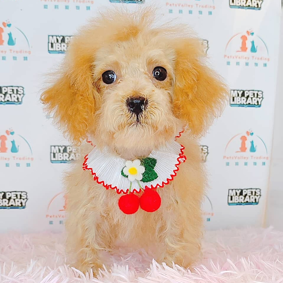 Maltipoo Puppy (Male) For Sale