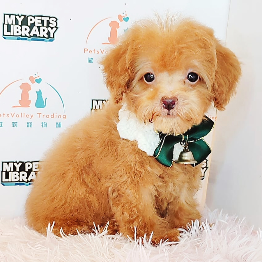 Tiny Poodle Puppy (Male) For Sale
