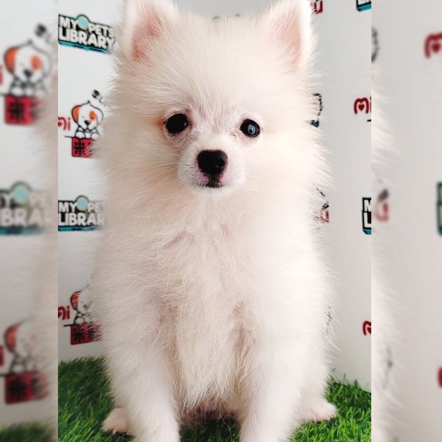 Pomeranian Puppy (Female) For Sale