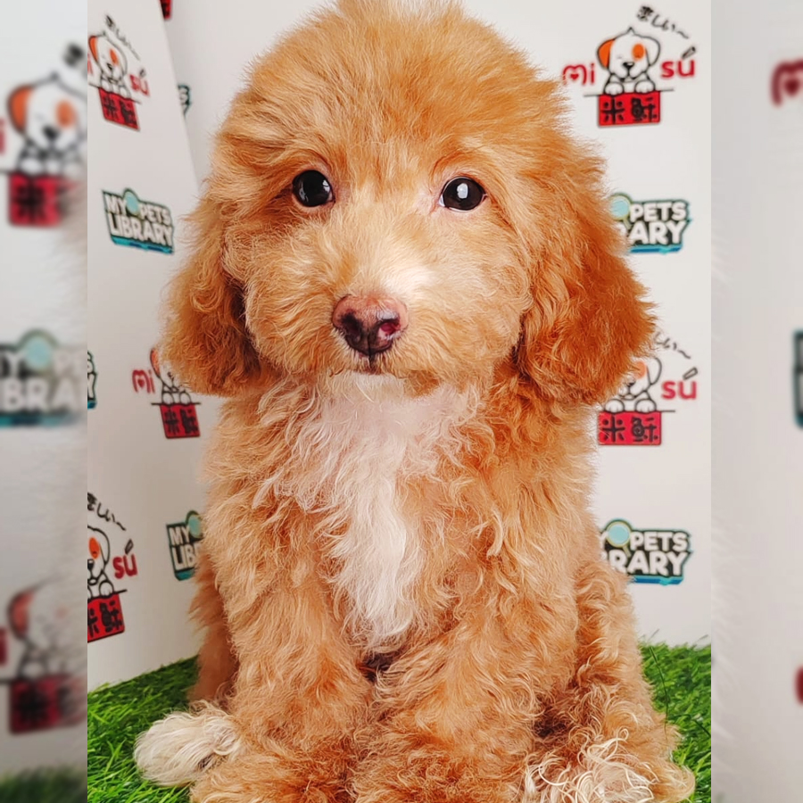 Toy Poodle Puppy (Male) For Sale